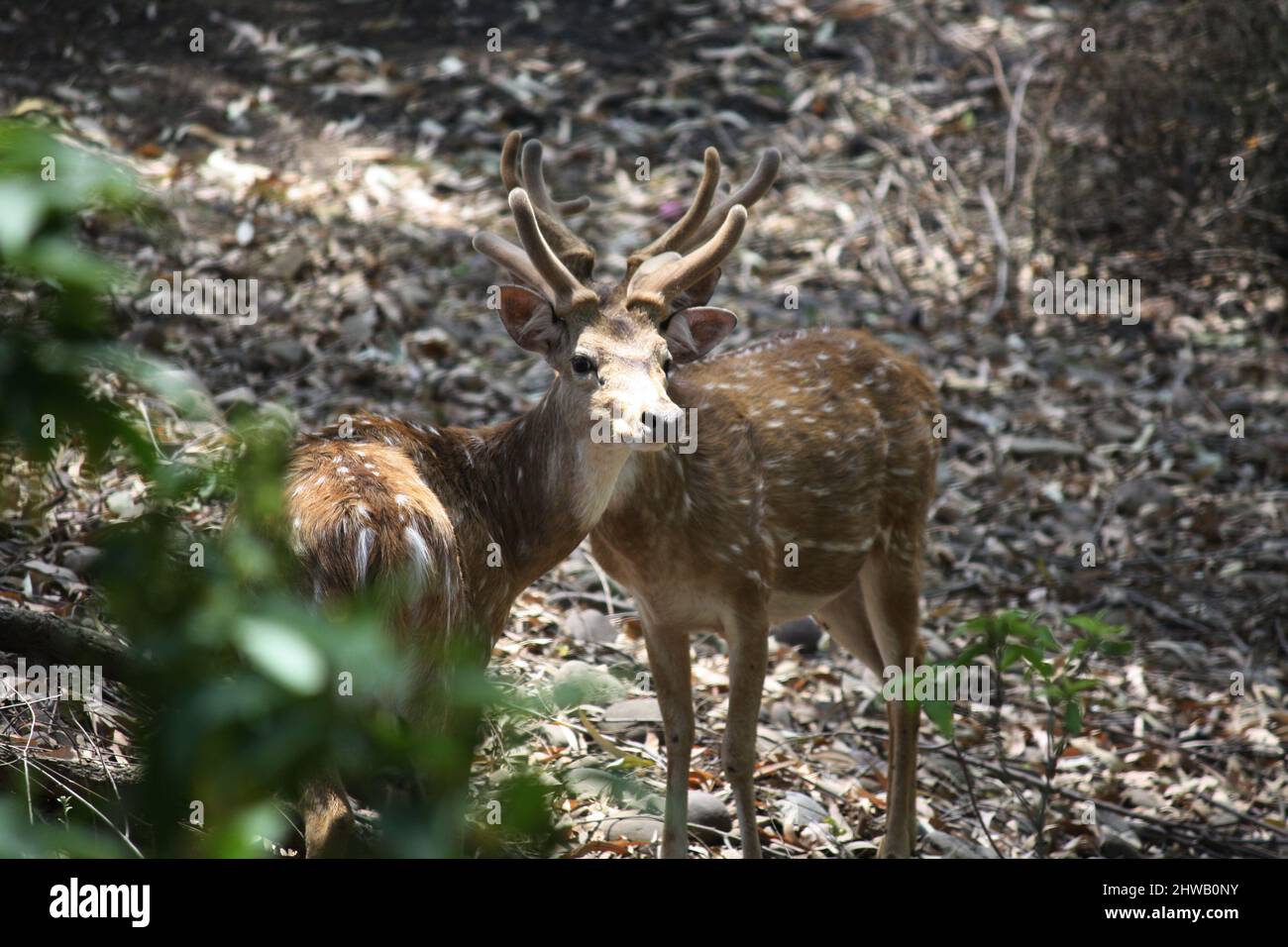 Geetall- oder Fleckhirsche (Achsenachse), die im Wald auf Nahrungssuche sind : (Pix SShukla) Stockfoto