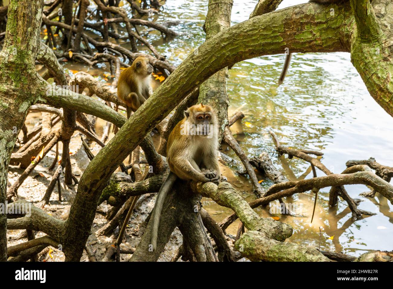 Makaken in den Bäumen, Langkawi, Malaysia Stockfoto