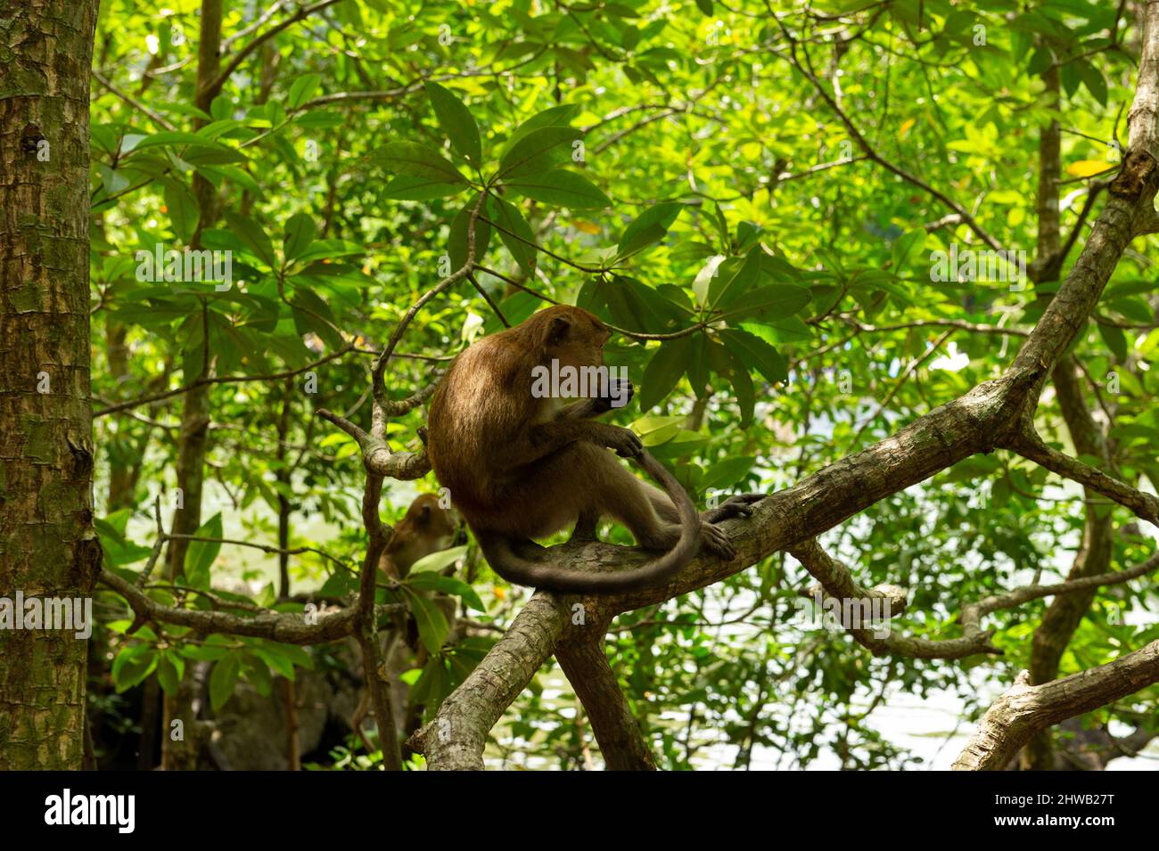 Makaken in den Bäumen, Langkawi, Malaysia Stockfoto