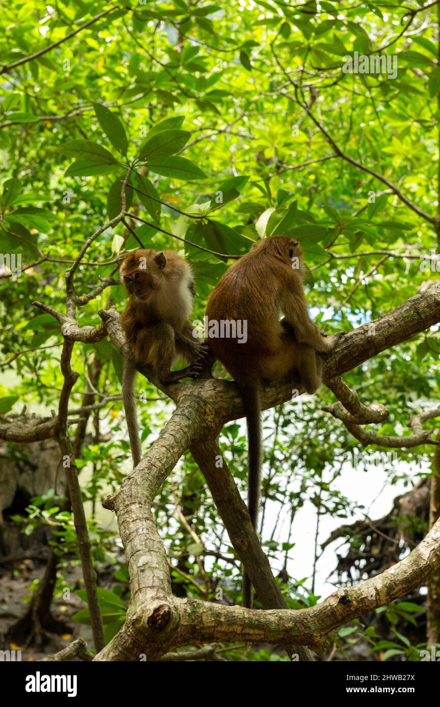 Makaken in den Bäumen, Langkawi, Malaysia Stockfoto