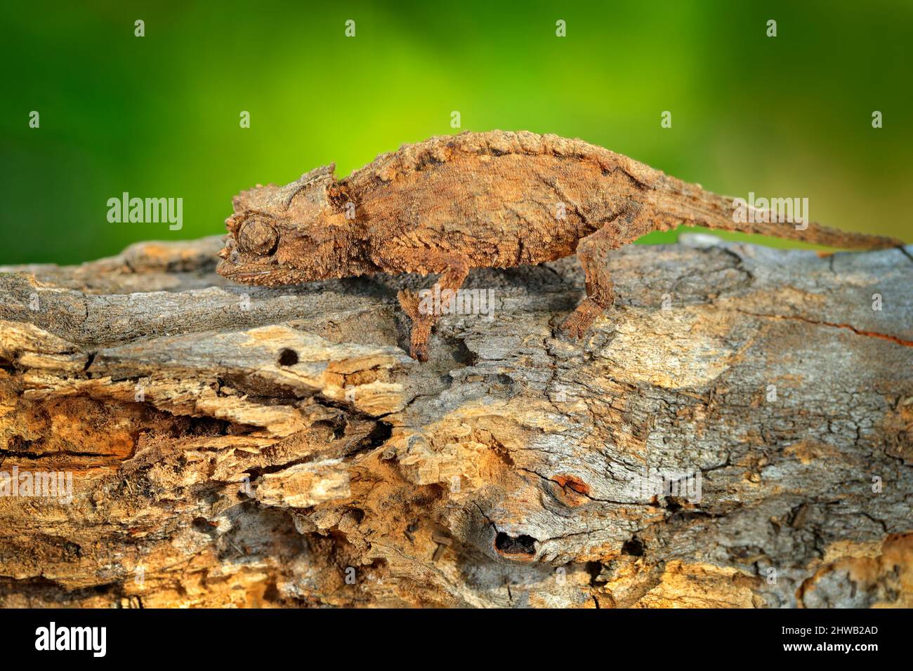 Brookesia ebenaui, Northern Leaf Chameleon am Ast sitzend in Waldhabitat. Exotisch schönes endemisches grünes Reptil mit langem Schwanz aus Madagaskar Stockfoto