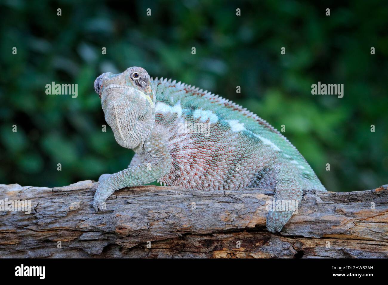 Furcifer pardalis, Panther-Chamäleon, das auf dem Ast in Waldhabitat sitzt. Exotisch schönes endemisches grünes Reptil mit langem Schwanz aus Madagaskar. W Stockfoto