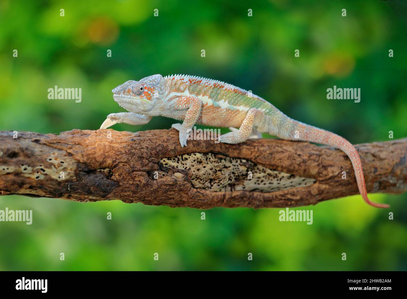 Furcifer pardalis, Panther-Chamäleon, das auf dem Ast in Waldhabitat sitzt. Exotisch schönes endemisches grünes Reptil mit langem Schwanz aus Madagaskar. W Stockfoto