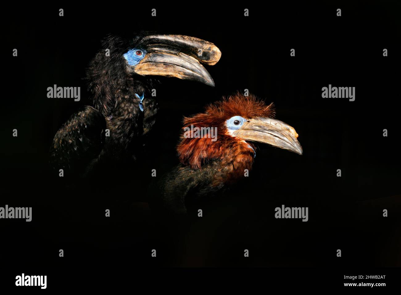 Hainbul-Paar im dunklen tropischen Wald. Vogel mit großem Schnabel, Männchen und Weibchen zusammen. Wildtiere Natur in Afrika, schwarzer Hintergrund. Schwarzes Horn Stockfoto