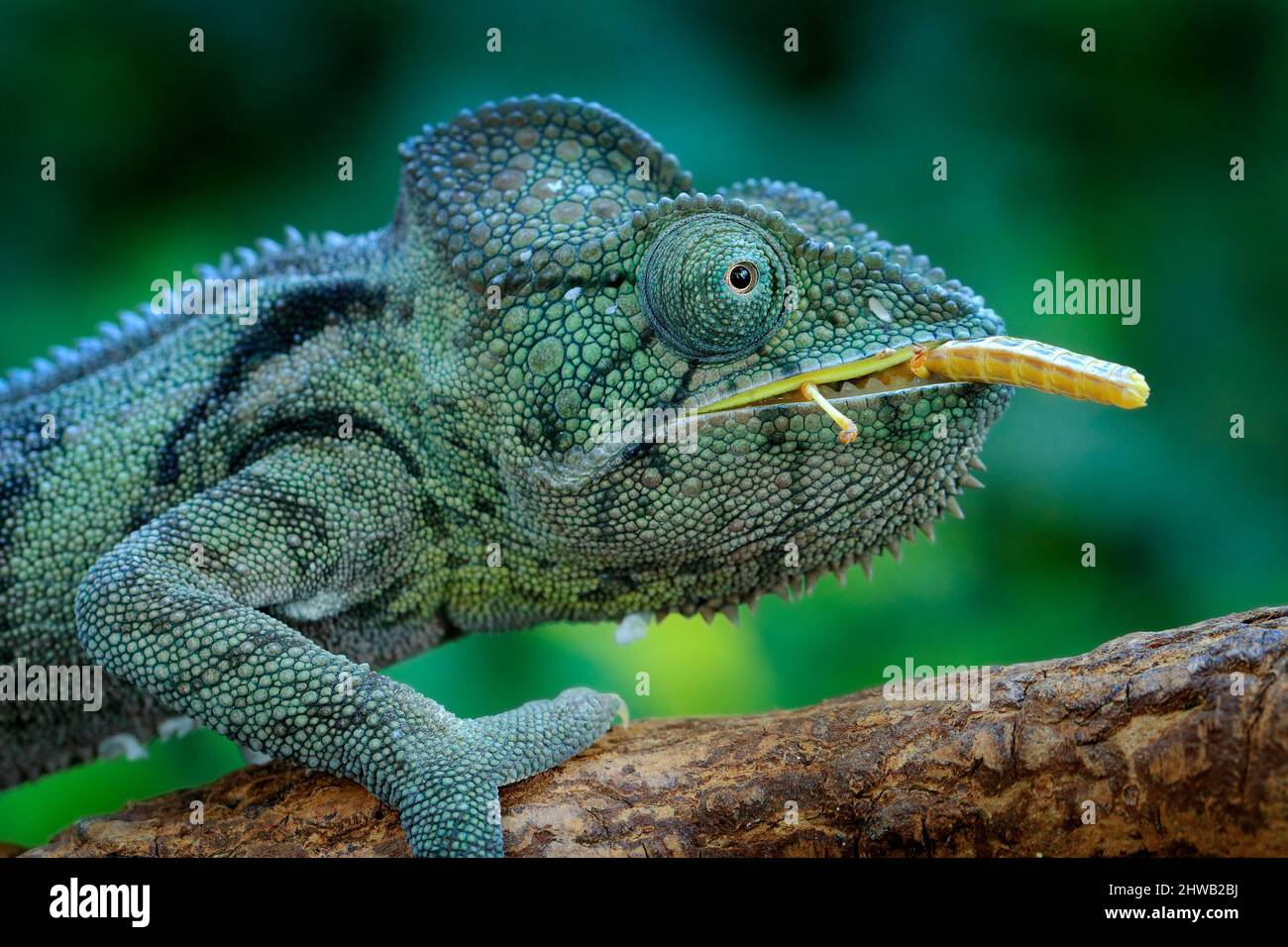 Chamäleon Jagd Insekt mit langer Zunge. Exotisch schönes endemisches grünes Reptil mit langem Schwanz aus Madagaskar. Wildlife-Szene aus der Natur. Furcifer Stockfoto