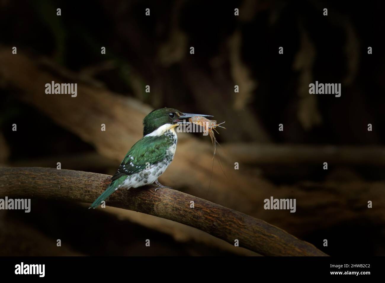 Amerikanischer Zwergkönigsfischer, Chloroceryle aenea, in der Nähe des Wassers. Grüner und weißer Vogel, der auf dem Ast sitzt. Eisvögel in der Natur Lebensraum in Costa R Stockfoto