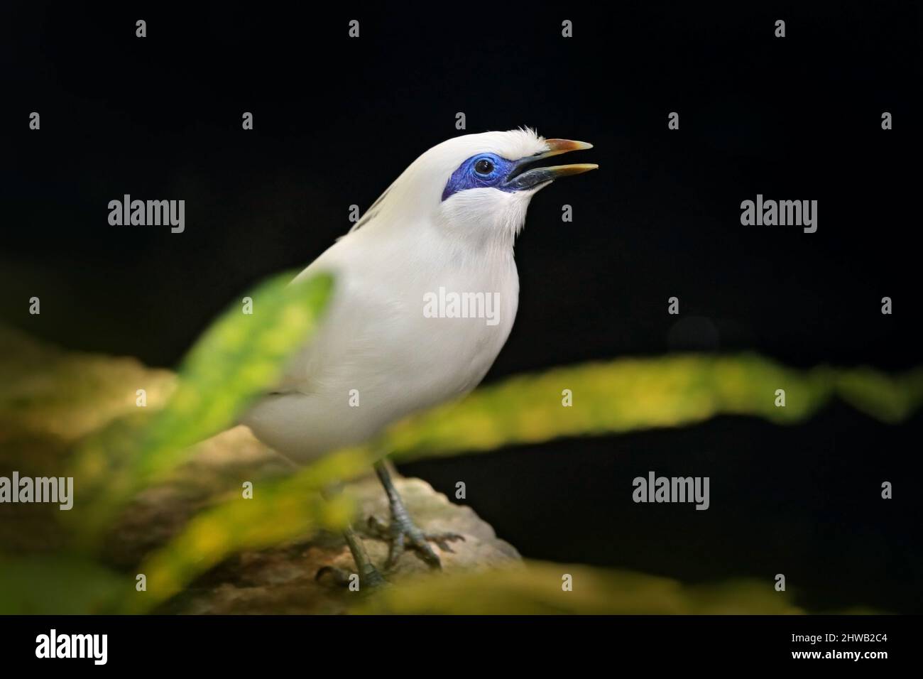 Rothschilds Mynah, Leucopsar rothschildi, auf Bali, Idonesien, Asien. Tier in der Natur Lebensraum. Seltener Vogel, der auf dem Ast sitzt. Klarer Wald im Hintergrund Stockfoto