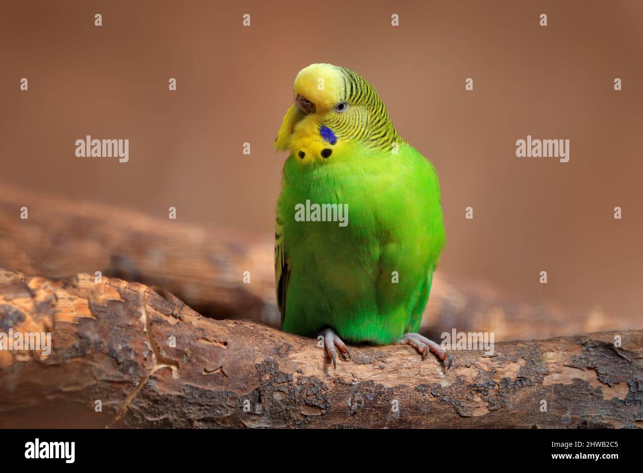 Kleiner afrikanischer papagei Stockfotos und bilder Kaufen Alamy