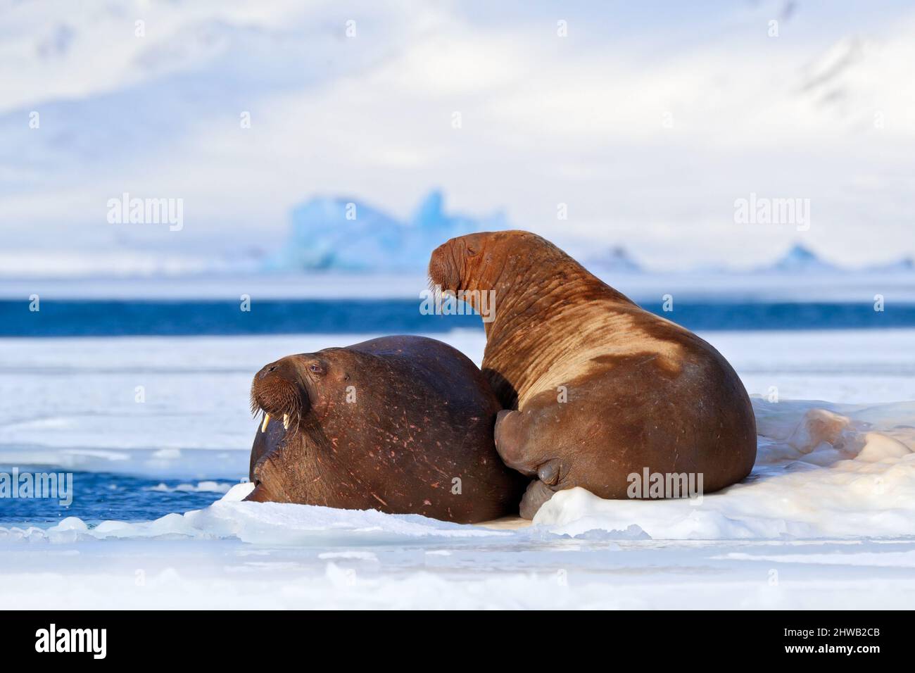 Walrus, Odobenus rosmarus, ragen aus blauem Wasser auf weißem Eis mit Schnee, Svalbard, Norwegen. Mutter mit Kind. Junger Walross mit Weibchen. Winter Arcti Stockfoto