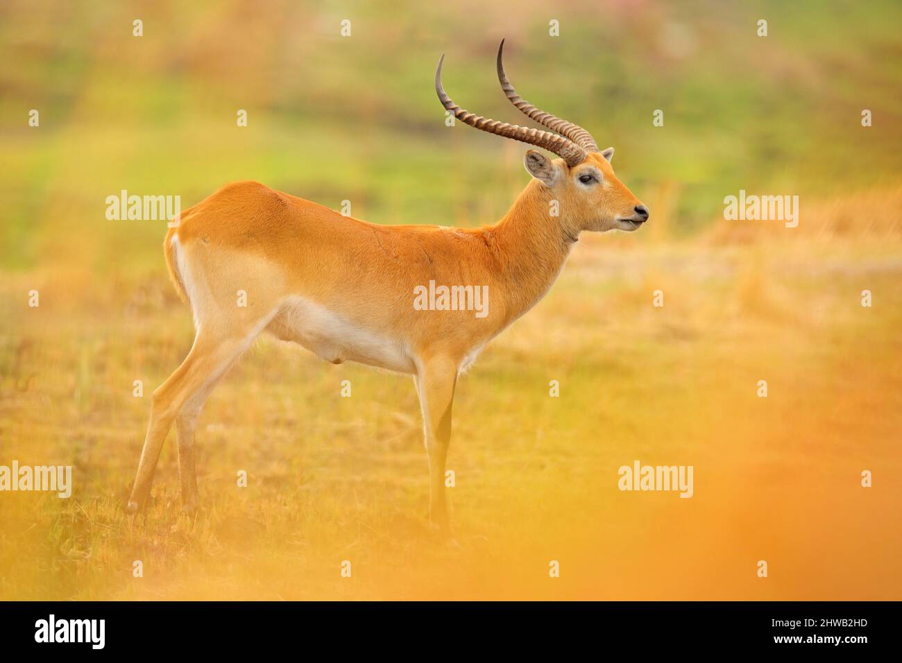 Lechwe, Kobus leche, Antilope im goldenen Gras Feuchtgebiete mit Wasser. Lechve läuft im Flusswasser, Okavango Delta, Botswana in Afrika. Wildtiere Stockfoto