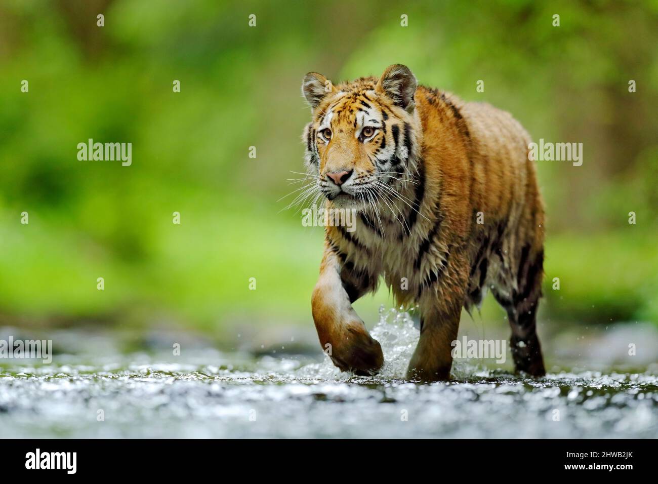 Tiger läuft im Wasser. Gefährliches Tier, tajga in Russland. Tier im Waldbach. Dunkler Wald mit Tiger, der Wasser spritzt. Stockfoto
