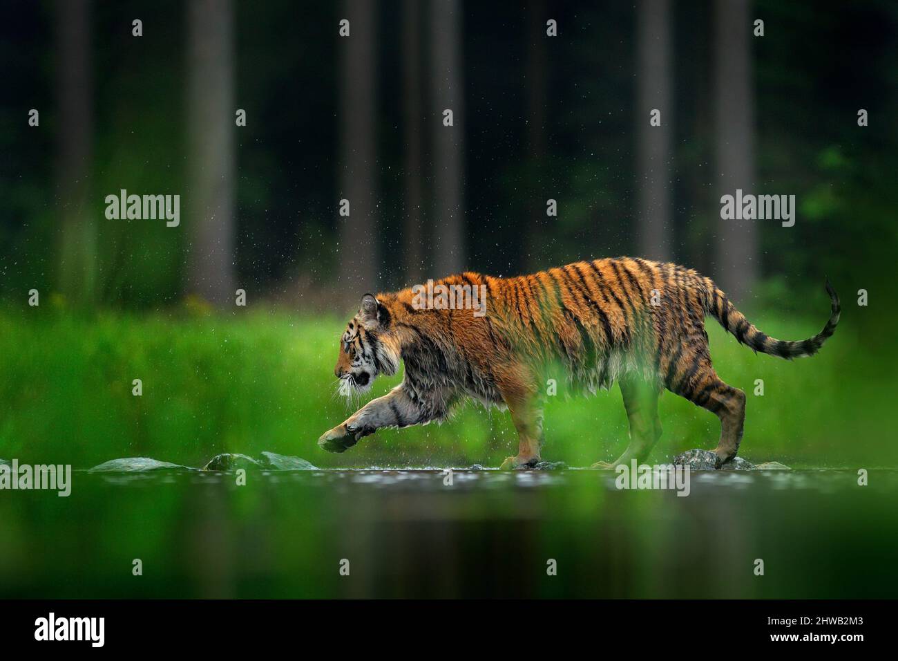 Tiger läuft im Wasser des Sees. Gefährliches Tier, tajga, China in Asien Tier im grünen Waldbach. Grünes Gras, Flusströpfchen. Sibirischer Tiger splaschin Stockfoto