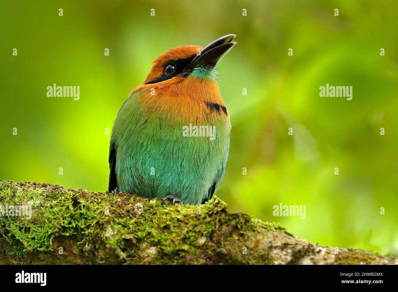 Motmot deatil Porträt. Breitschnabel-Motmot, Electron platyrhynchum, Porträt eines schönen großen Vogels in der wilden Natur, schöne farbige Waldhintergrund, ein Stockfoto
