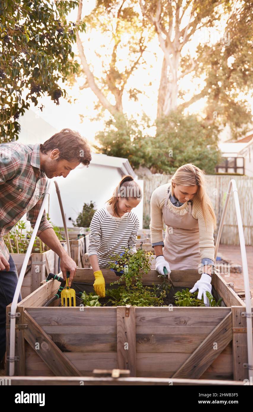 Bio-Familie. Aufnahme einer Familie, die in ihrem Hinterhof gemeinsam gärtnerte. Stockfoto