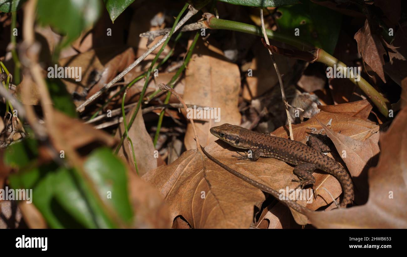 Phoenicolacerta laevis, die Libanoneidechse, ist eine Art von Eidechsen aus der Familie Lacertidae. Es wird in Israel, im Libanon gefunden Stockfoto