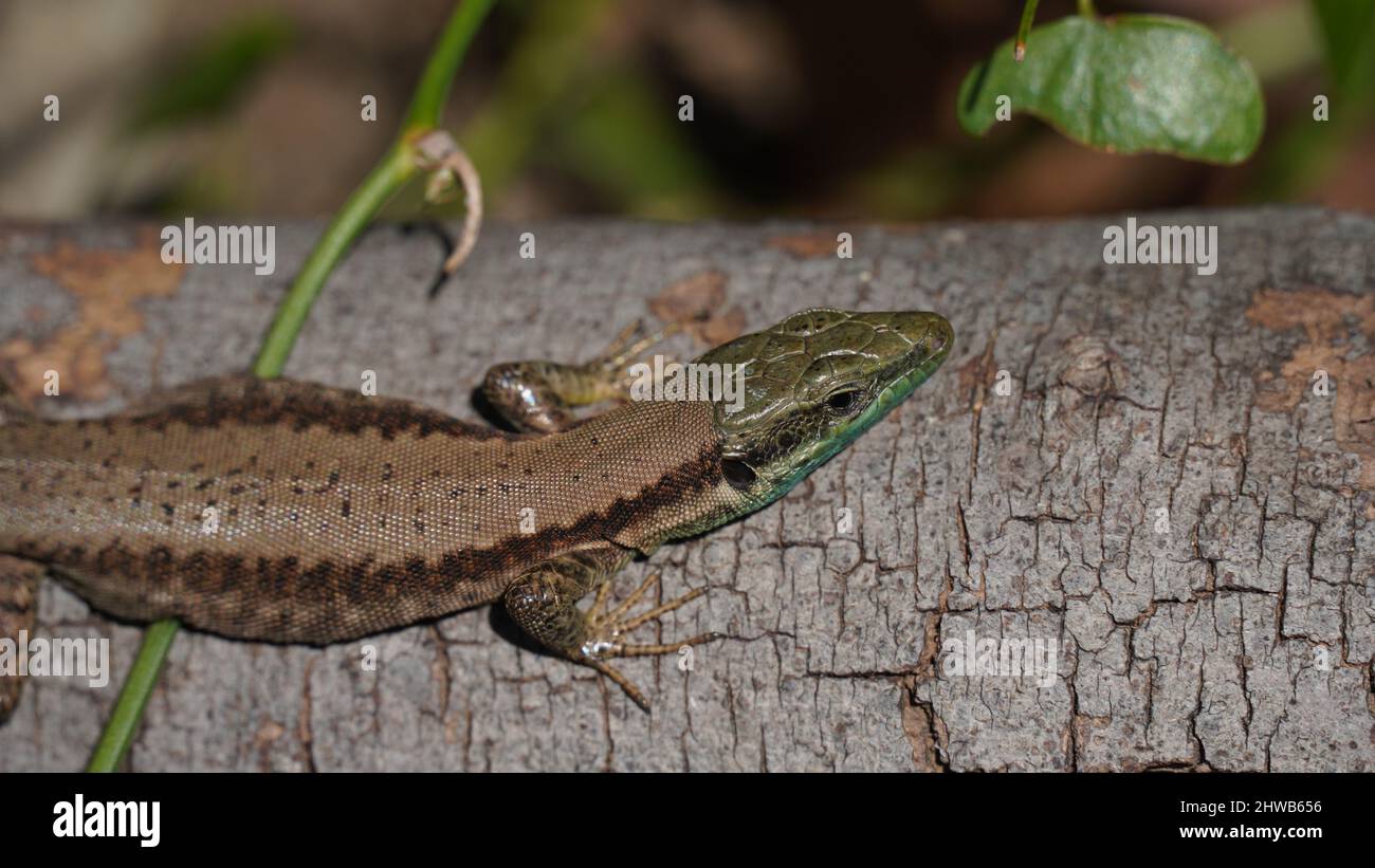 Phoenicolacerta laevis, die Libanoneidechse, ist eine Art von Eidechsen aus der Familie Lacertidae. Es wird in Israel, im Libanon gefunden Stockfoto