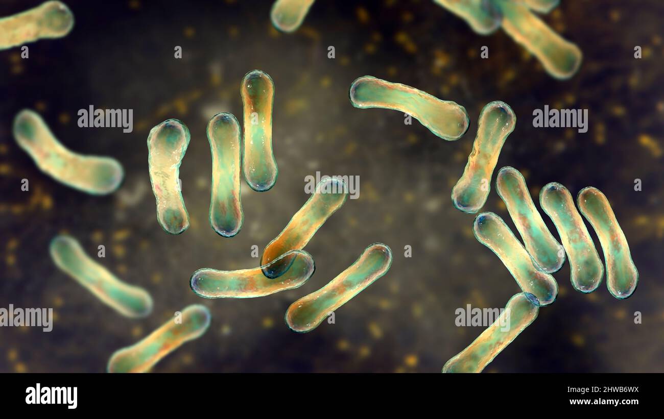 Corynebacterium diphtheriae, Illustration Stockfotografie Alamy
