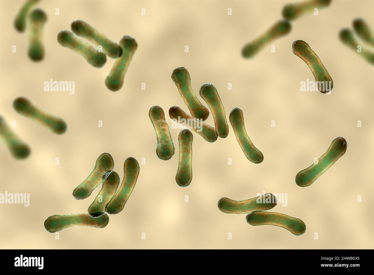 Corynebacterium diphtheriae, Illustration Stockfoto