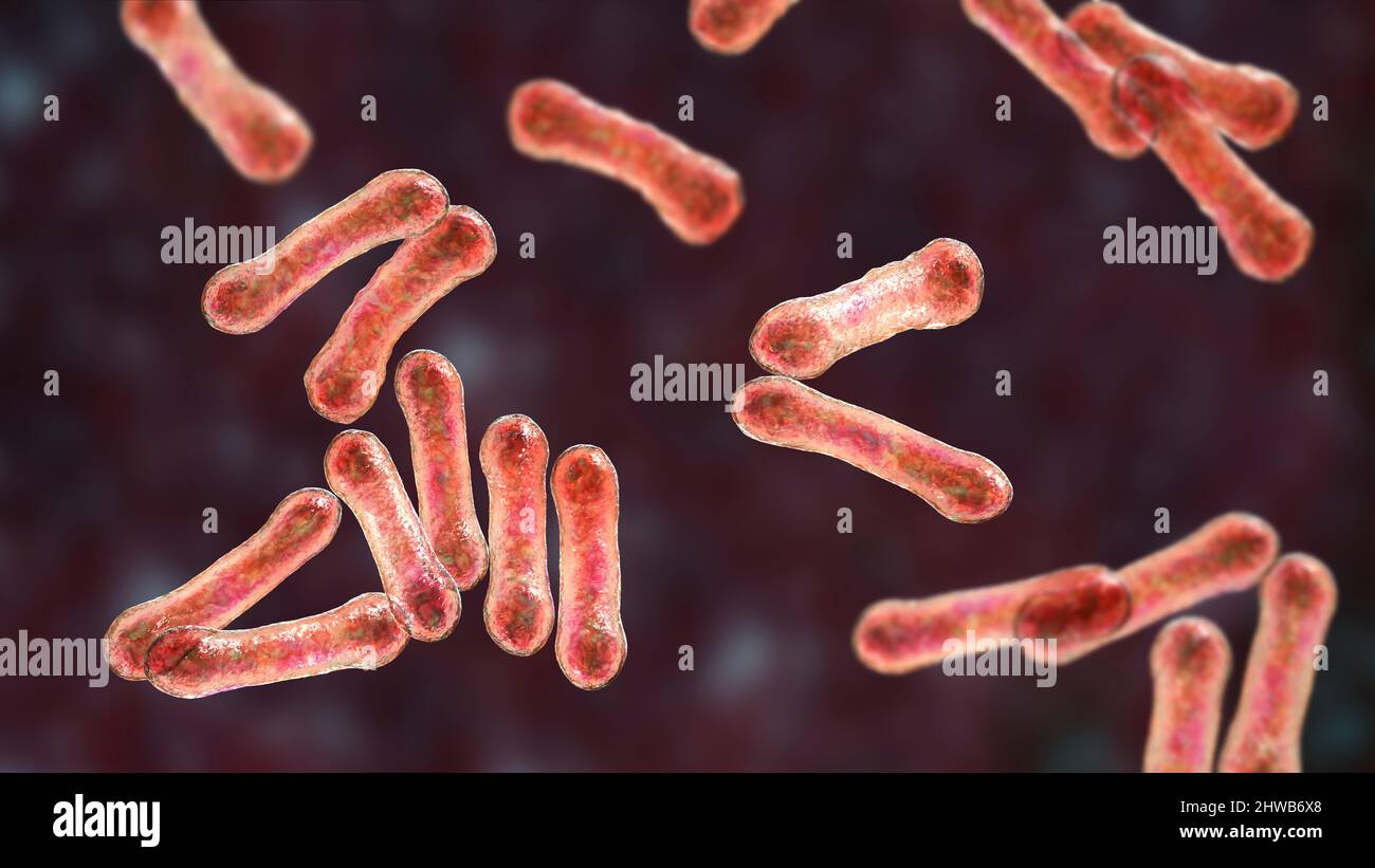 Corynebacterium diphtheriae, Illustration Stockfoto