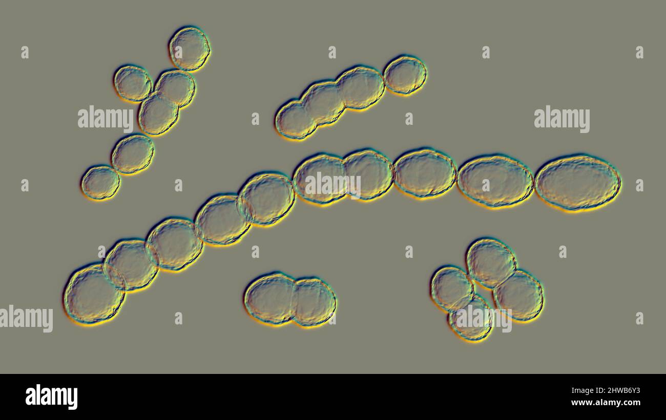 Leuconostoc citreum Fotos und Bildmaterial in hoher Auflösung Alamy