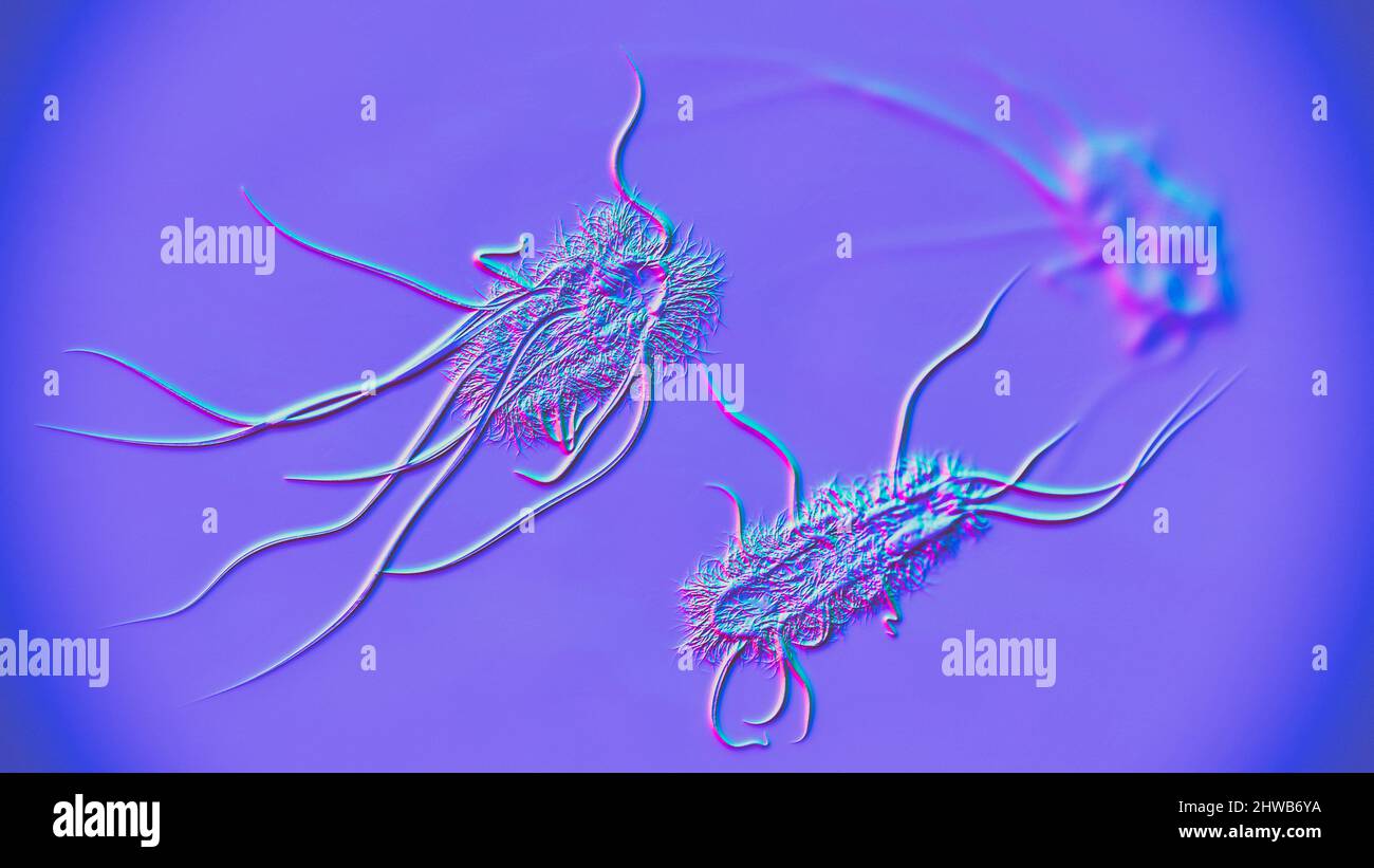 Escherichia coli-Bakterien, Abbildung Stockfoto