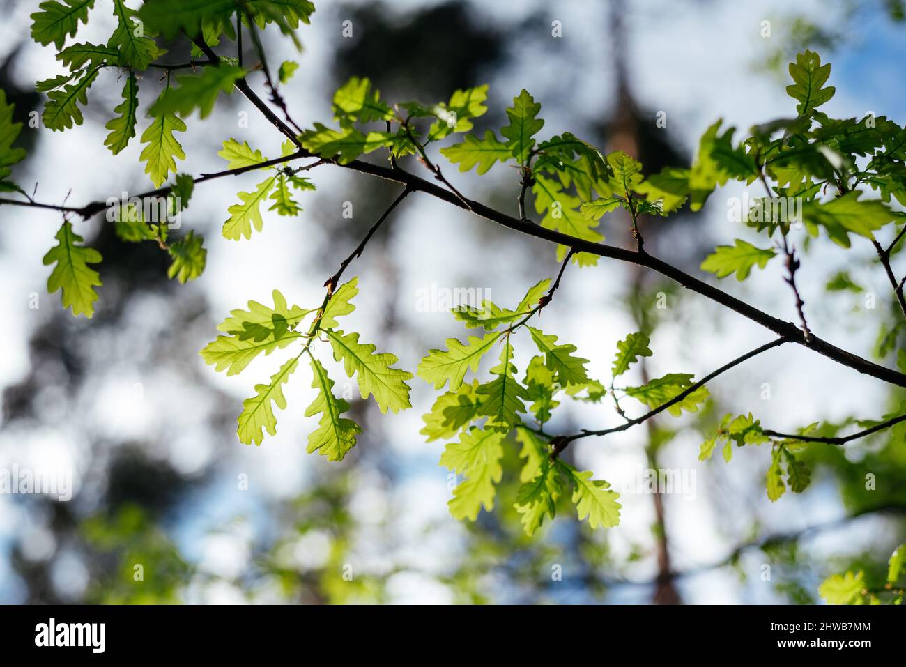 Der erste Frühling sanfte Blätter entfalten sich auf der Eiche Stockfoto