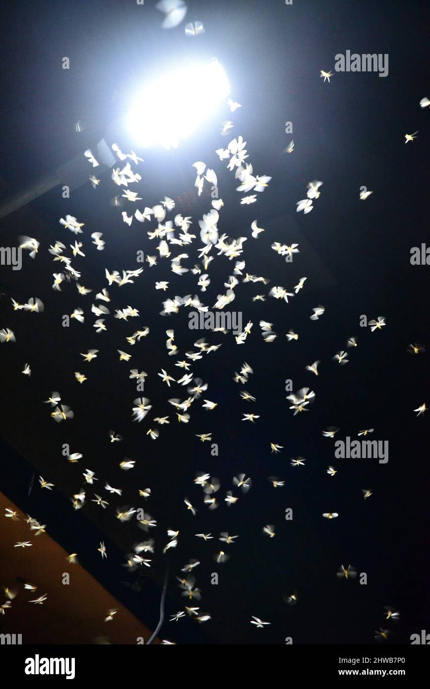 Fliegende Termiten um eine Lampe Stockfoto