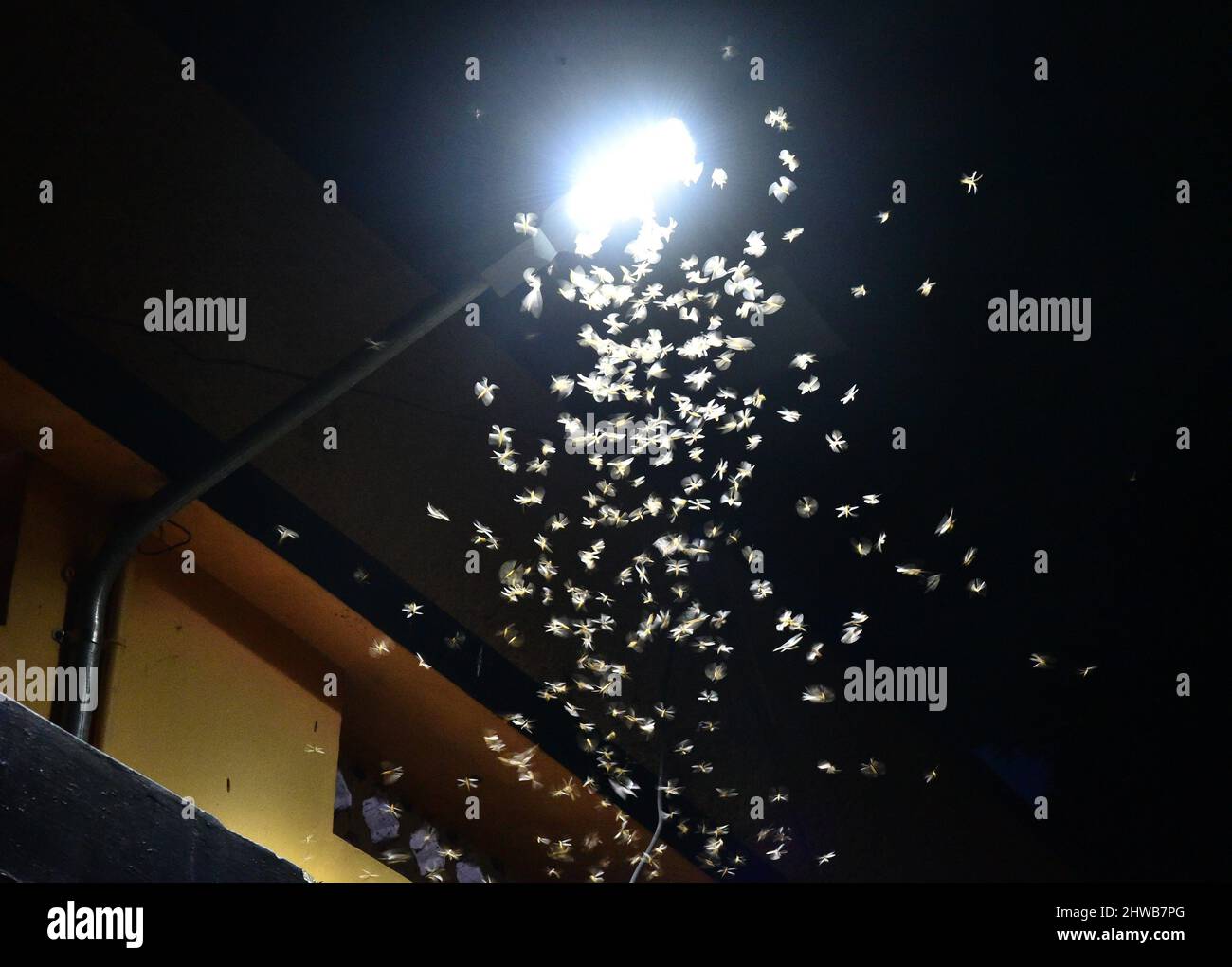 Insekten fliegen um eine Glühbirne Stockfoto