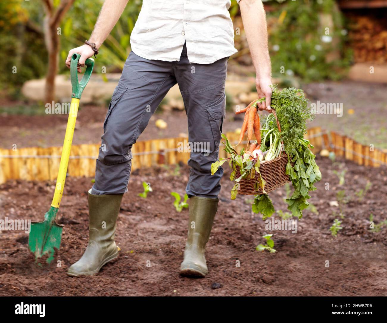 Stolz auf seine Ernte. Beschnittene Ansicht eines Mannes, der frisch gegrabene Karotten hochhält. Stockfoto