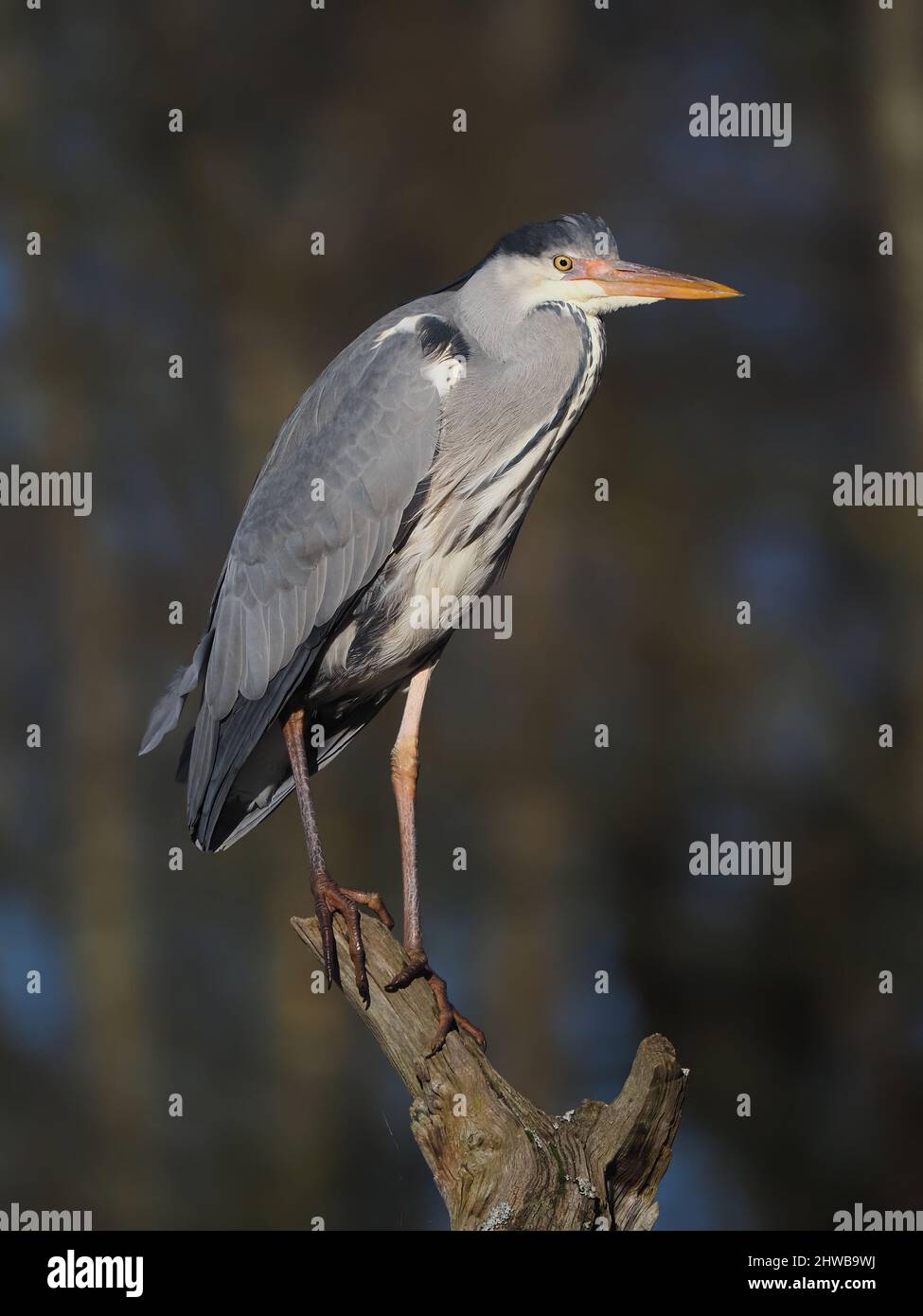 Graureiher auf einem Baumstumpf, von wo aus er sicher preen und auf Raubtiere und wo sie sich ernähren können beobachten kann. Stockfoto