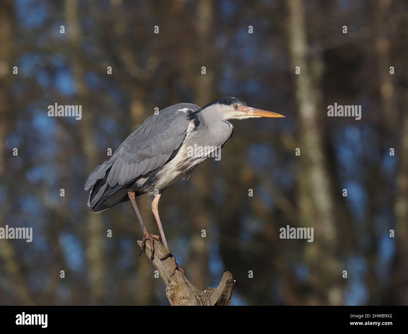 Graureiher auf einem Baumstumpf, von wo aus er sicher preen und auf Raubtiere und wo sie sich ernähren können beobachten kann. Stockfoto