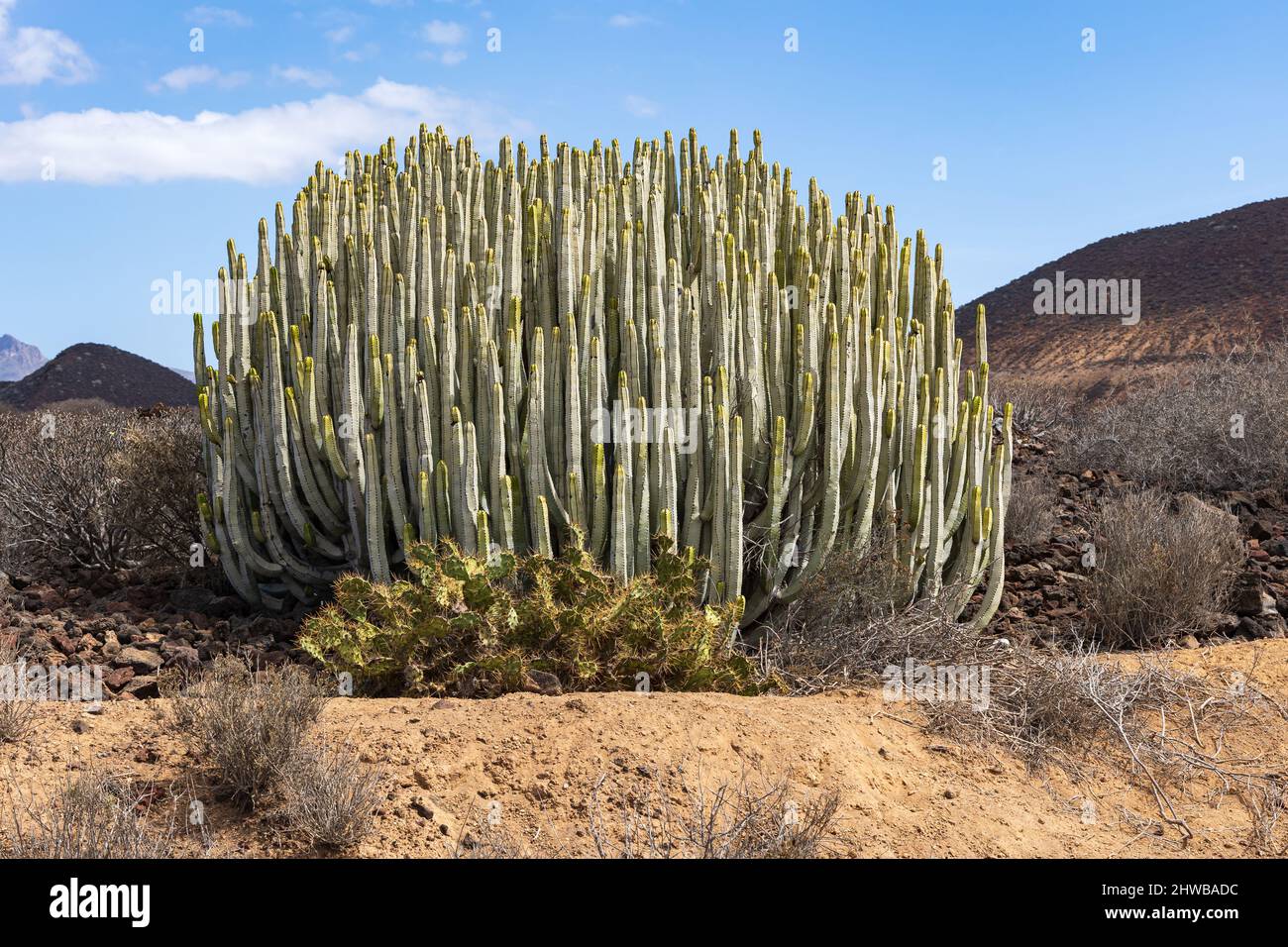 Endemischer Kanarensprang, der auf den Malpais de Rasca-Badlands, Teneriffa, Spanien, beheimatet ist Stockfoto