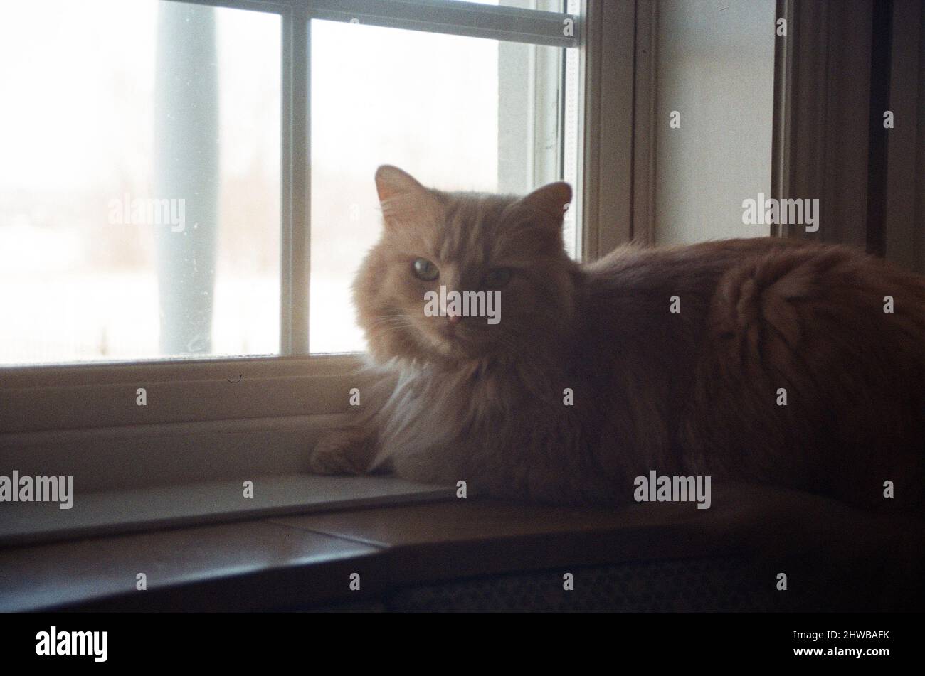 Rothaarige Katze, die vor einem Fenster steht Stockfoto