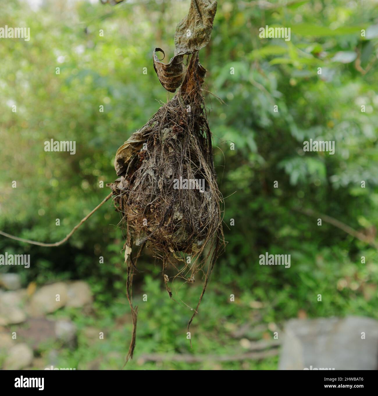Nahaufnahme eines alten, lang abgerechneten Sunbird-Nestes, das an einem Stamm im Hinterhof hängt Stockfoto