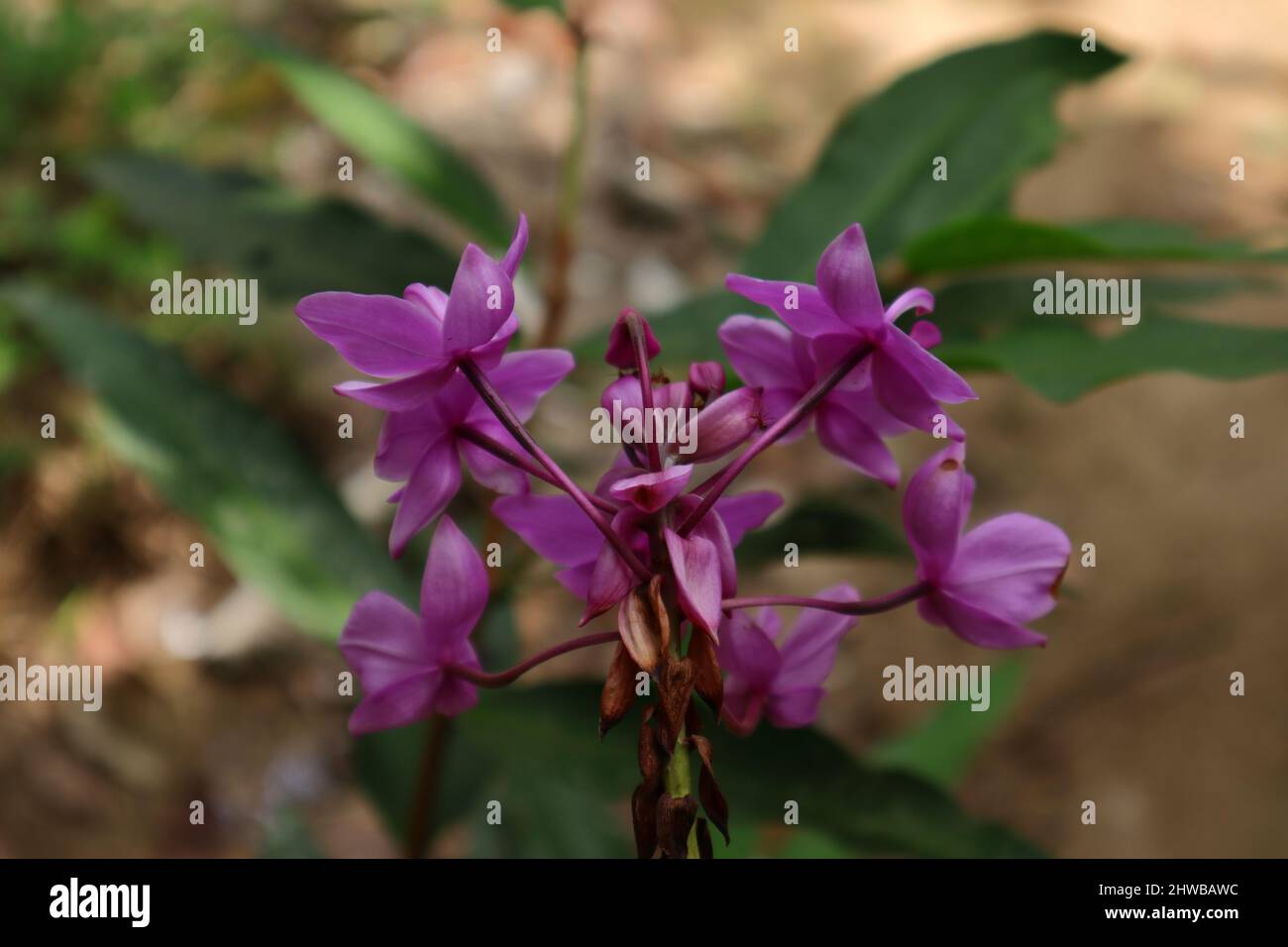 Rückansicht von lila Boden Orchideenblüten und Knospen mit einem blühenden Stiel Stockfoto