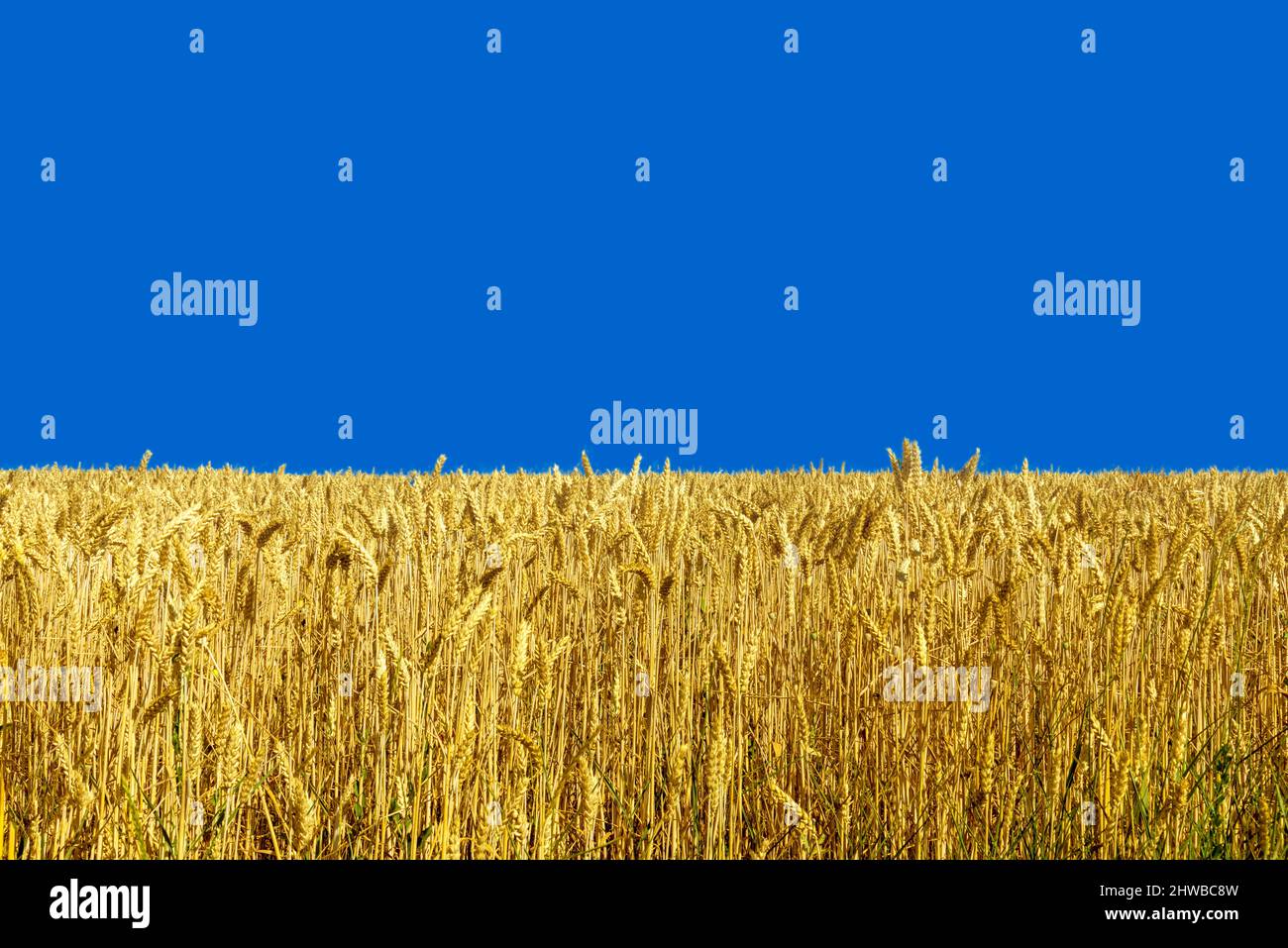 Gelbes Weizenfeld am blauen Himmel, Farben, die die Flagge der Ukraine inspirierten, Symbole für Frieden und Wohlstand Stockfoto