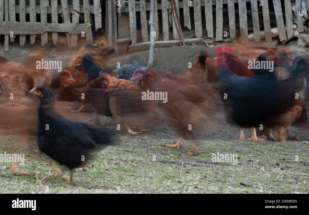 Herde von Haushühnern oder Hühnern auf dem Hof vor der Scheune in Langzeitbelichtung Stockfoto