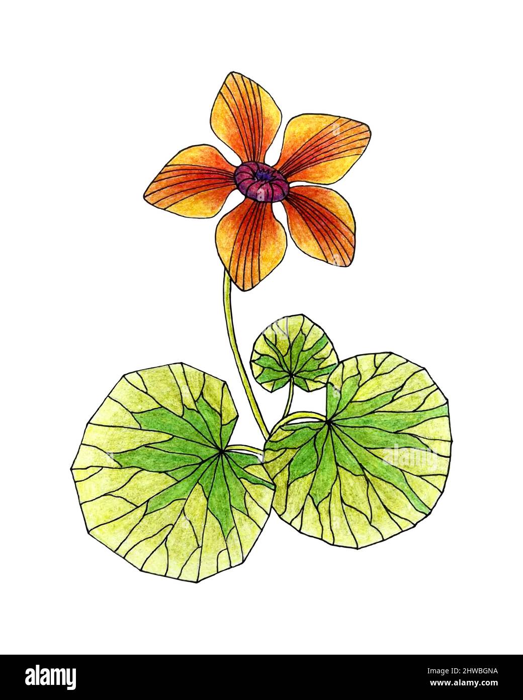 Caltha palustris , Marsh Marigold Skizzenstift gezeichnet. Handgezeichnete Doodle-Skizze, Kunst. Vektorgrafik Stock Vektor