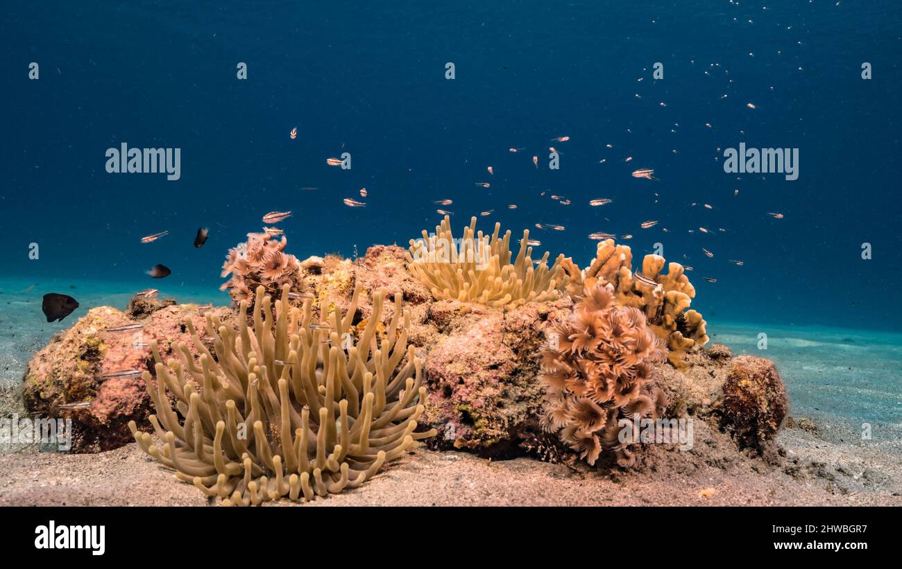 Meereslandschaft mit Meeresanemone, Korallen und Schwamm im Korallenriff des Karibischen Meeres, Curacao Stockfoto