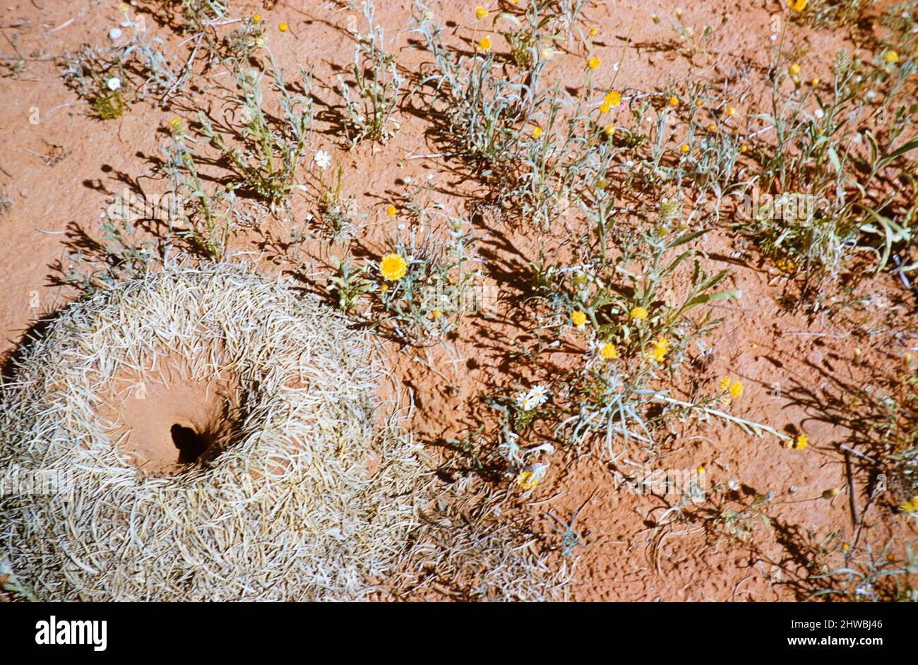 Melbourne Grammar School Expedition, Northern Territory, Australien im Jahr 1956 Mulga Ant's Nest in der Wüste, Polyrhachis macropa Stockfoto