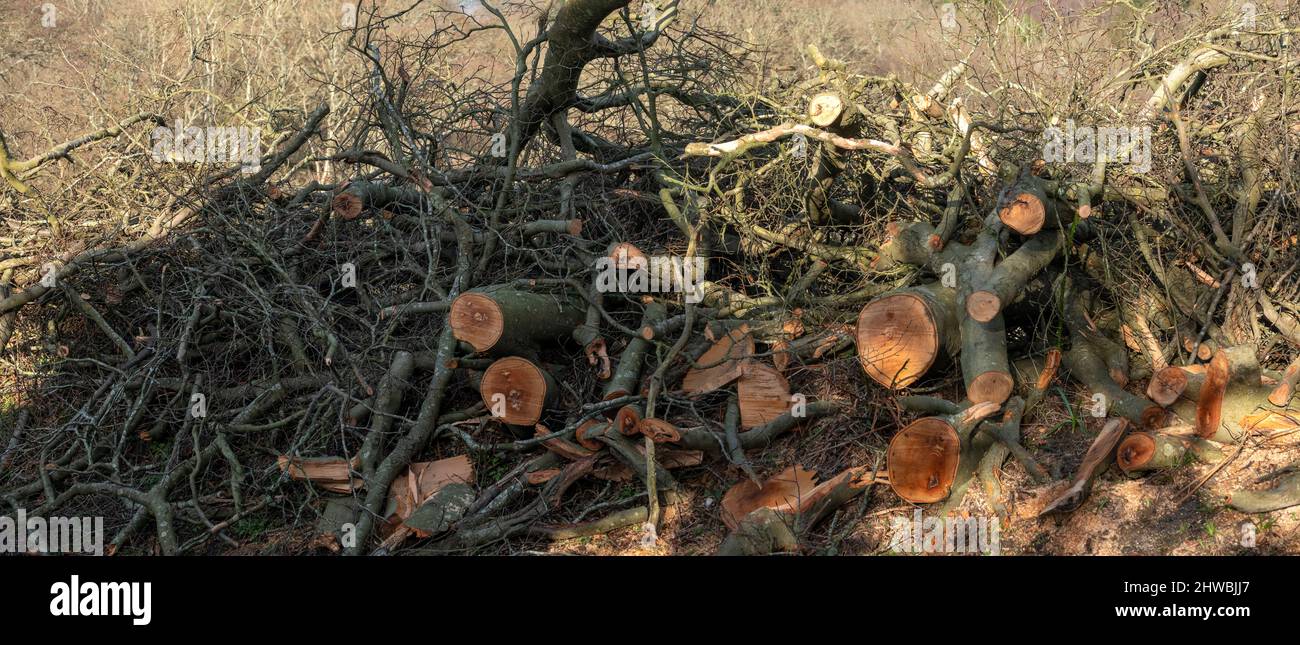 Die Überreste eines Sturms fällten einen Baum, der von der Blockierung einer Straße entfernt wurde Stockfoto
