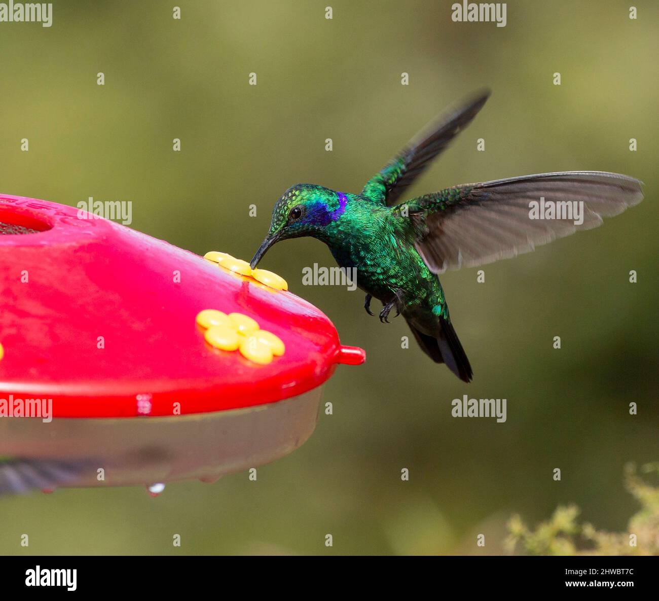 Grüne Geigenohr oder mexikanische Geigenohr (Colibri thalassinus) an einem Kolibri-Futterhäuschen Stockfoto