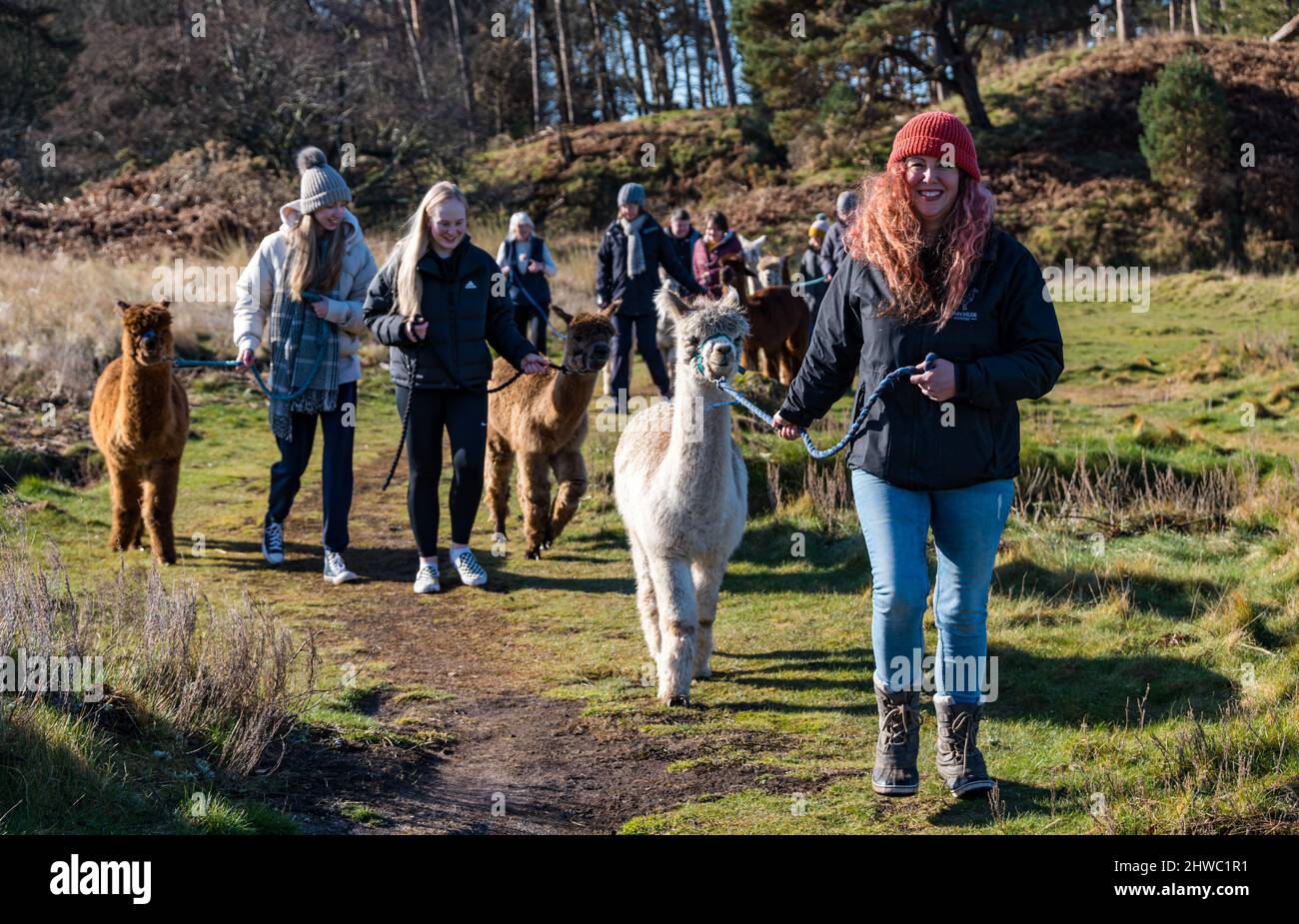 Hedderwick Hill Farm, East Lothian, Schottland, Großbritannien, 5.. März 2022. John Muir Alpakas: Dieses relativ neue Unternehmen ermöglicht es den Menschen, mit einem Alpaka aus der 40 starken Herde auf dem Bauernhof, die zwei Arten sind - Suri (langhaarig) und Huacaya, durch den John Muir Country Park zu wandern. Im Bild: Managerin Jennifer Chase führt eine Gruppe von Menschen auf dem Treck im Sonnenschein Stockfoto