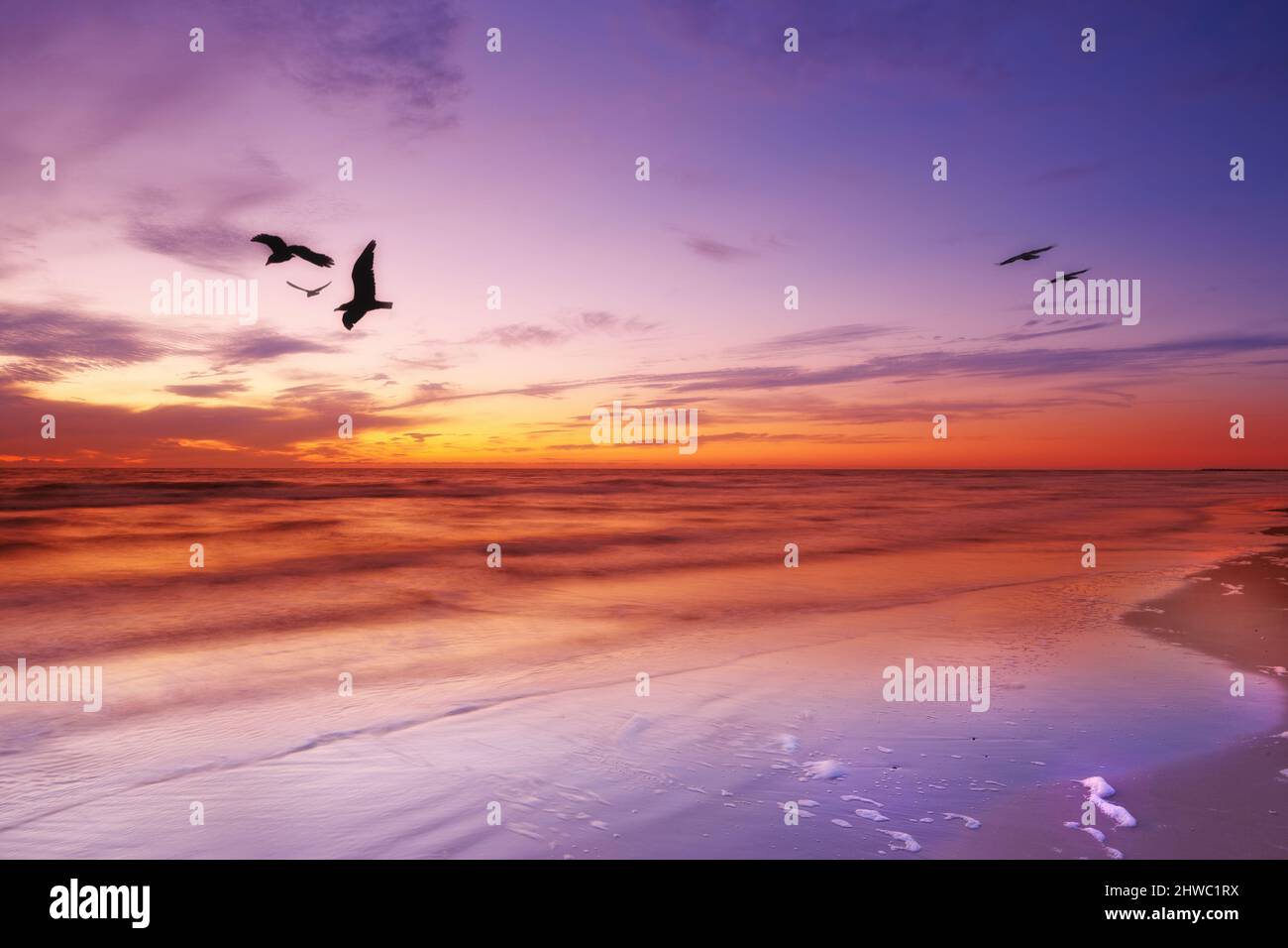 Ein Foto von pBird und Sonnenuntergang. Ein Foto von einem Vogel und Sonnenuntergang in seltsamen Farben. Stockfoto