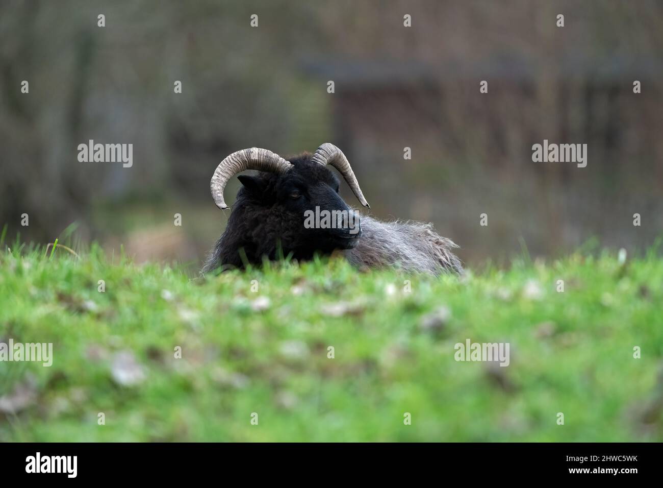 Hebriden Schafe-Ovis widder. Stockfoto