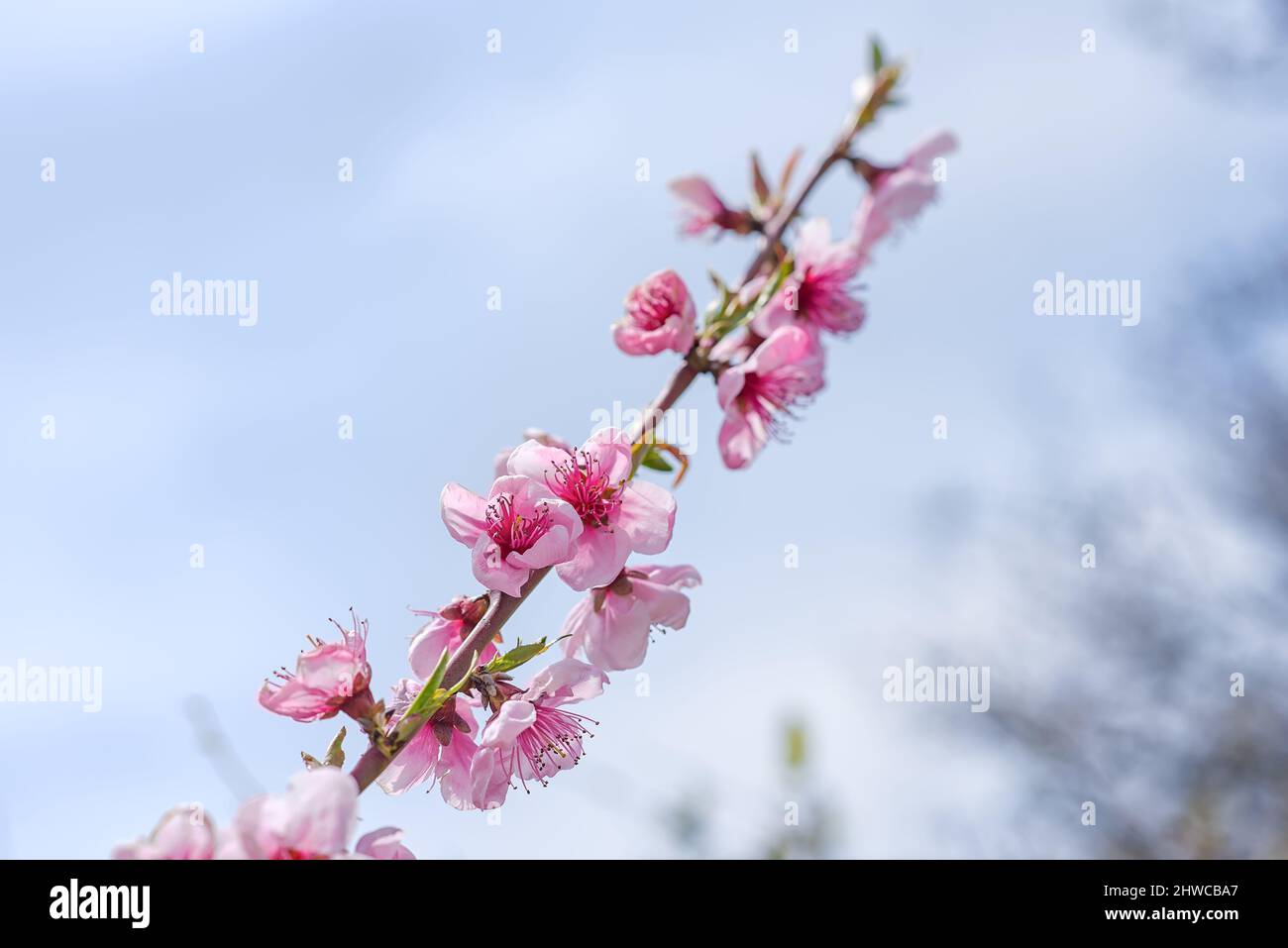 Rosa Pfirsich Blumen Blühen auf Pfirsich Baum in Blue Sky Hintergrund, Botanik Stockfoto