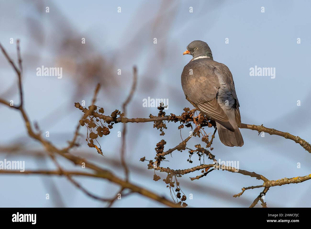 Porträt einer grauen Holztaube mit weißem Kragen, der an einem sonnigen Frühlingstag auf einem Zweig in einem Park steht. Blauer Himmel im Hintergrund. Stockfoto Porträt einer grauen Holztaube mit weißem Kragen, der an einem sonnigen Frühlingstag auf einem Zweig in einem Park steht. Blauer Himmel im Hintergrund. Stockfoto