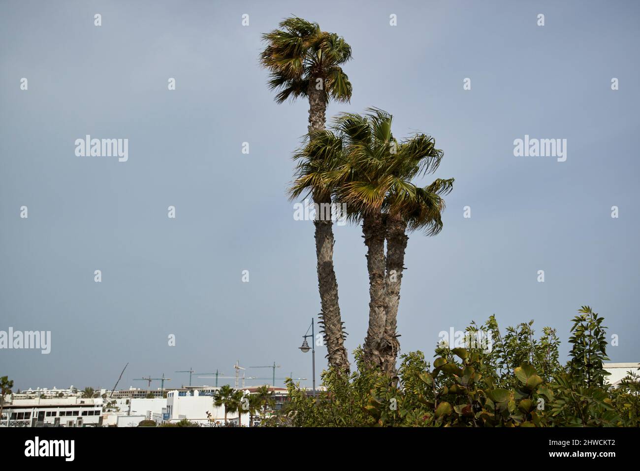 calima Wind weht Staub und Sand über Palmen playa blanca lanzarote kanarische Inseln spanien Stockfoto