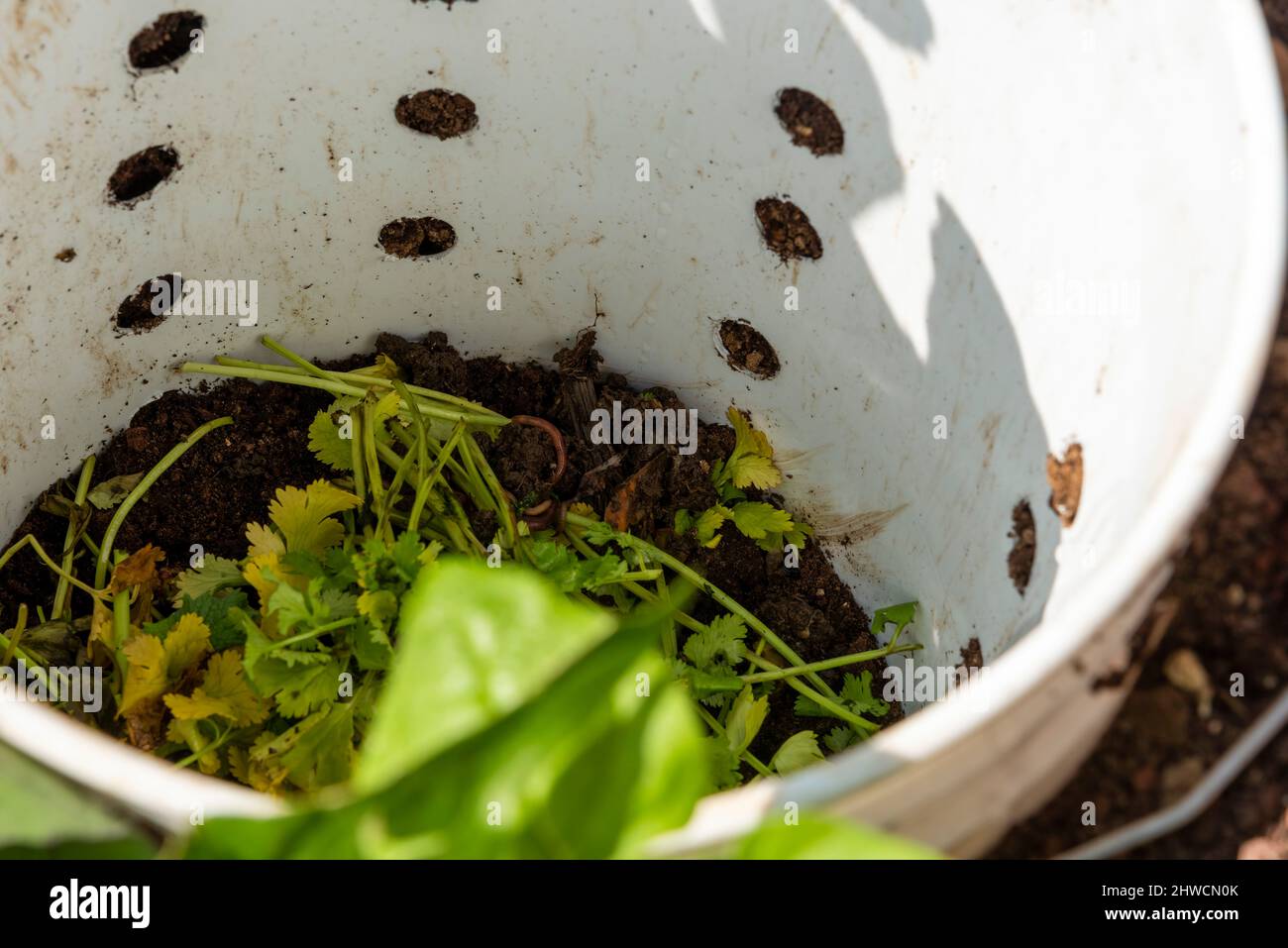 Selbst gemachtes Komposter mit Würmern und Erde. Herstellung von Vermicompost aus Haushaltsabfällen. Hochwertige Fotos Stockfoto