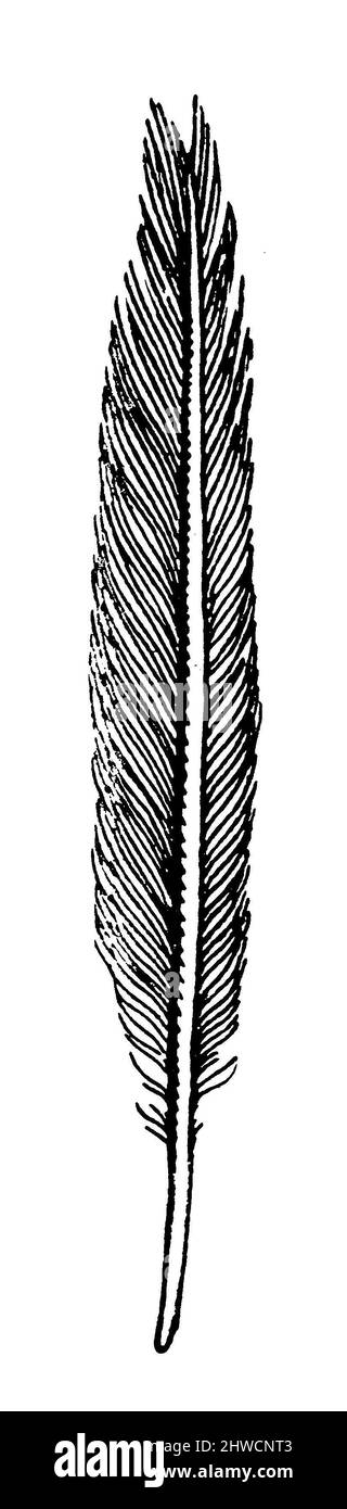 Buntspecht, Feder, Dendrocopos major, anonym (Zoologie-Buch, 1928), Großer Buntspecht, Buntspecht, Feder, Pic épeiche, plume Stockfoto